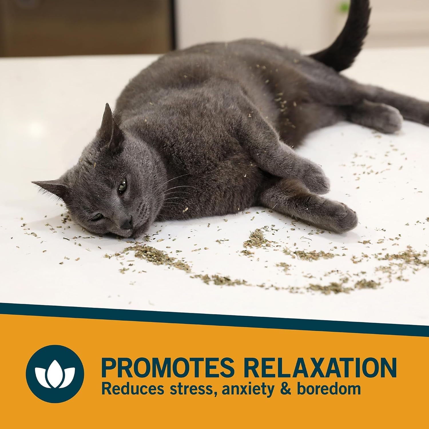 Ourpet'S Premium Catnip - 2.25 Oz Jar of High Potency Catnip - 100% North American Grown